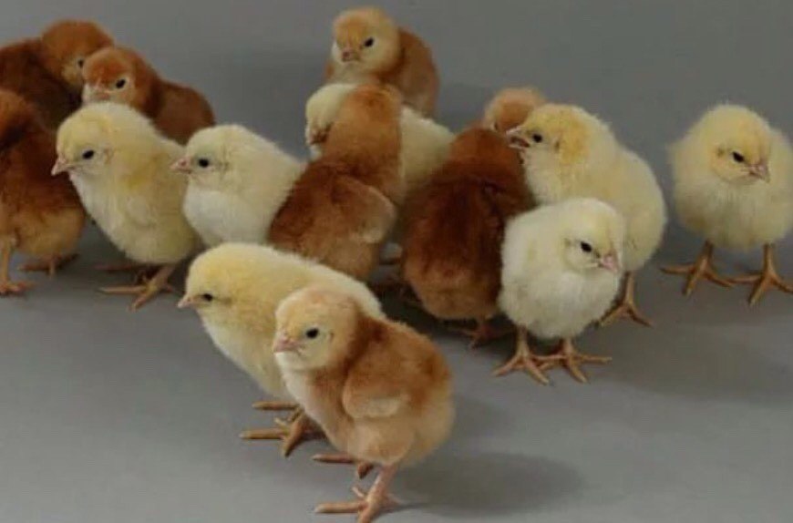 Цыплята браун фото. Цыплята Ломан Браун. Птенцы Ломан Браун. Цыплята Хайсекс Браун. Цыплята курочки Ломан брау.